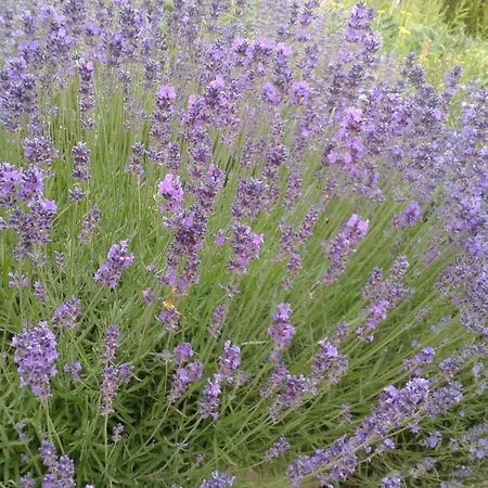 Hillside Daire Révfülöp