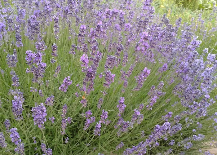 Hillside Apartamento Révfülöp